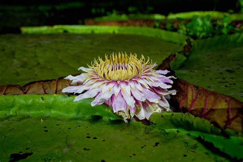  「Dancing Water Lilies」: 古代ブラジルの神秘的な水と花々の物語！